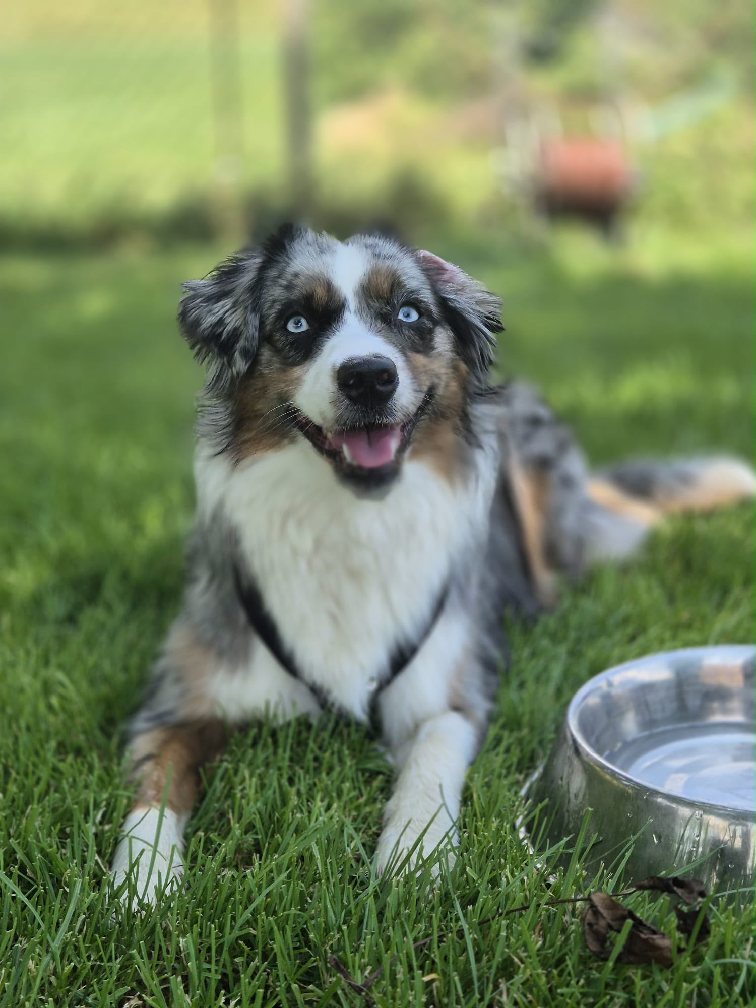 Hund während der Ferienbetreuung bei Doggy Deluxe Loft