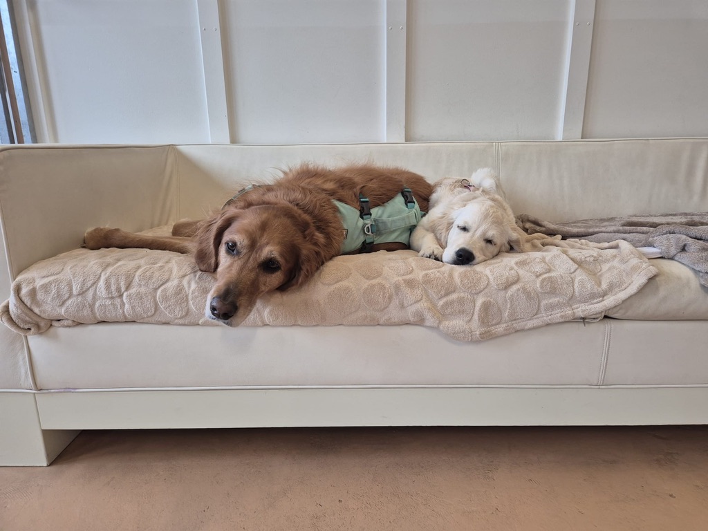 Zwei Hunde entspannen gemeinsam während einer Ruhepause