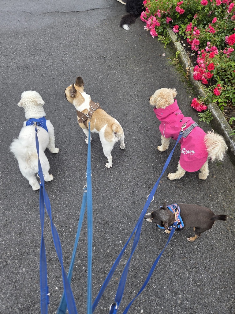 Vier Hunde gemeinsam auf einem Spaziergang