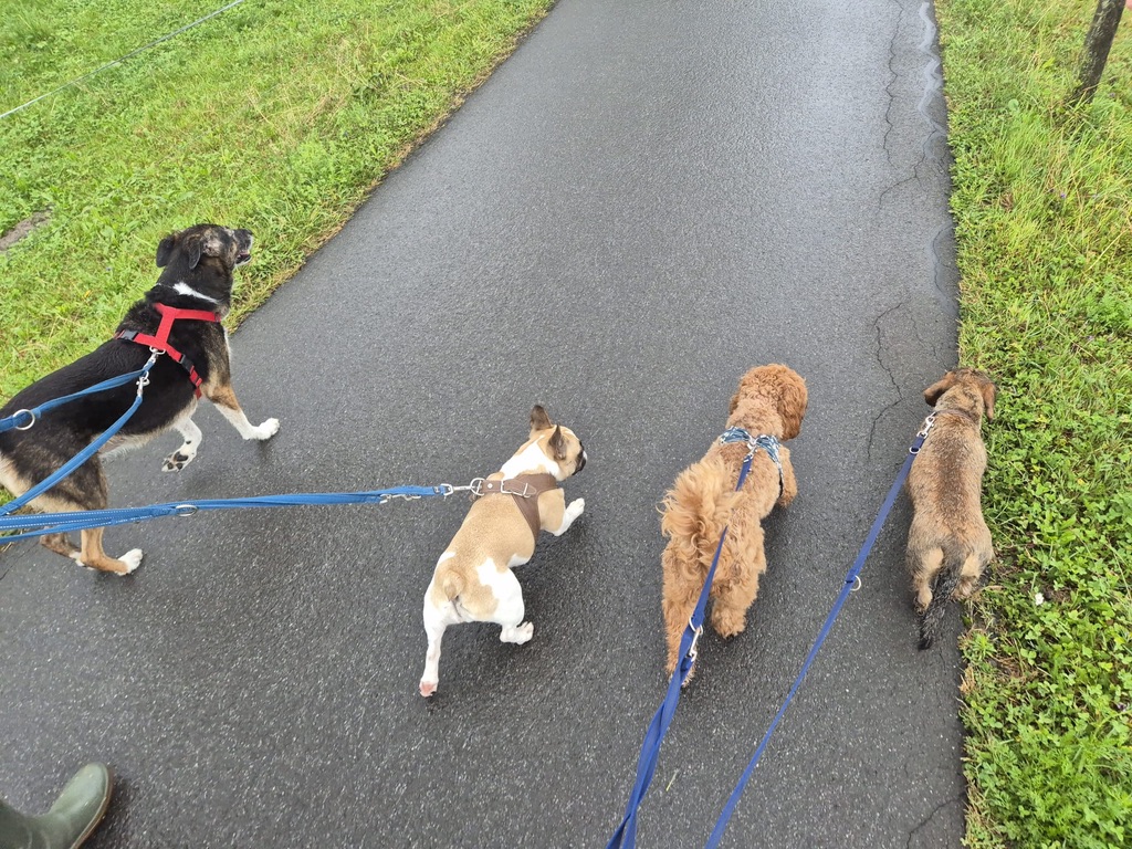 Begleiteter Lernspaziergang mit Hunden in der Natur