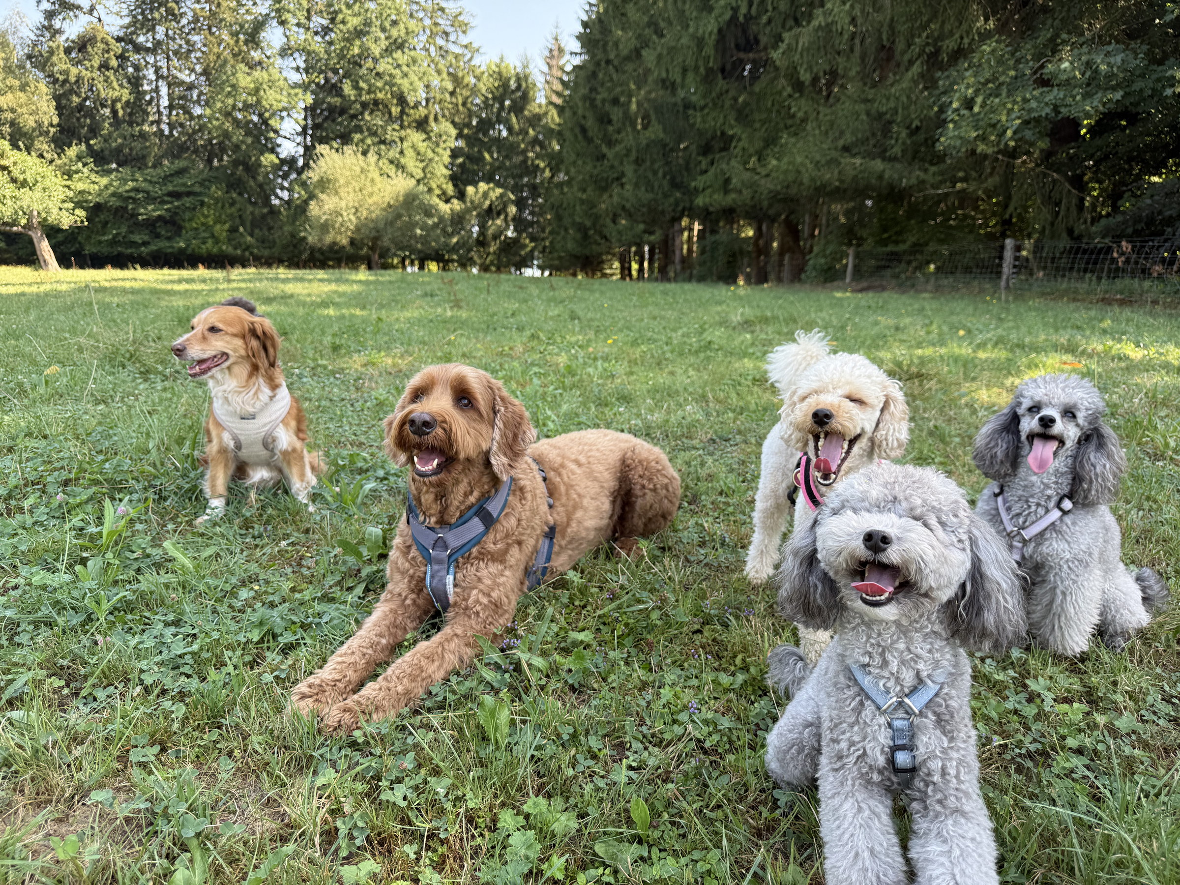 Fünf Hunde gemeinsam im gesicherten Freilauf auf einer grünen Wiese