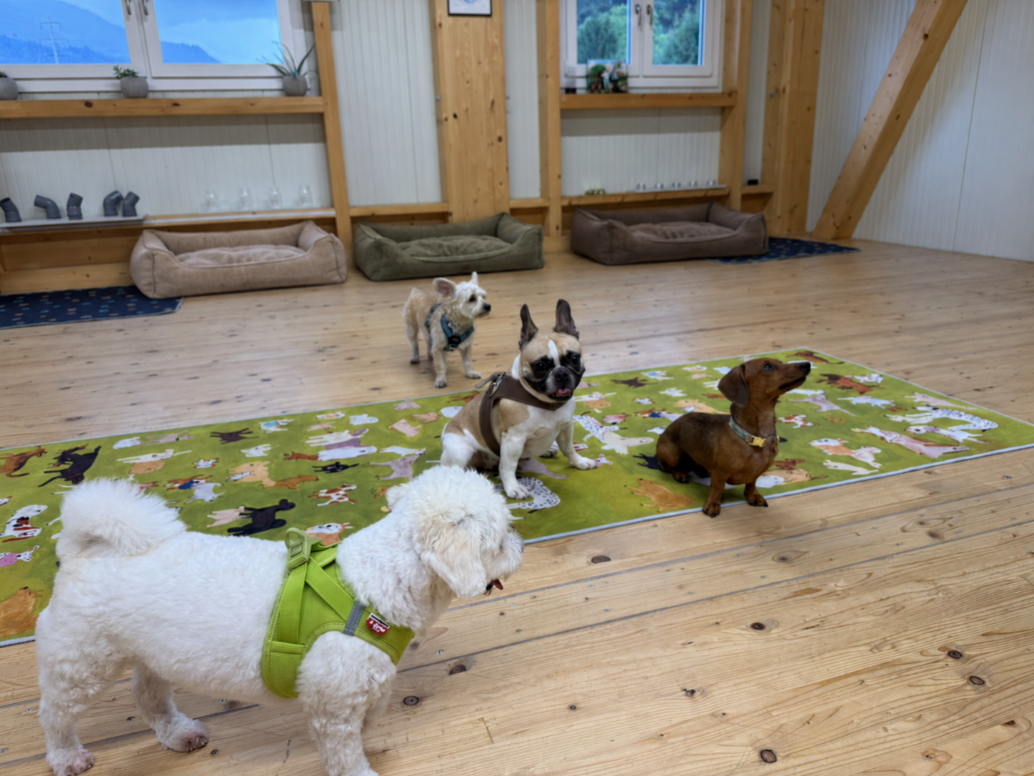 Small dogs and dog beds at the Doggy Deluxe Mini Day in the indoor hall
