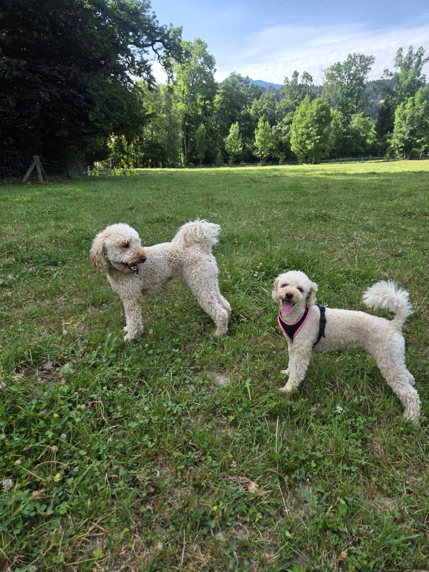 Hunde in der Tagesbetreuung bei Doggy Deluxe Loft